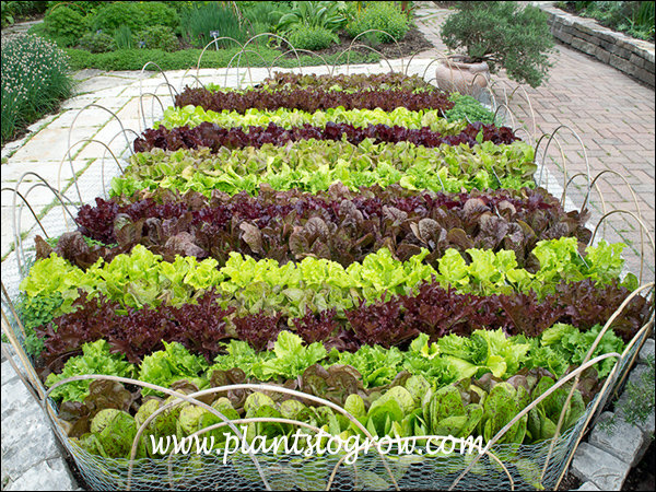 Leaf Lettuce ABC's (Lactuca sativa)